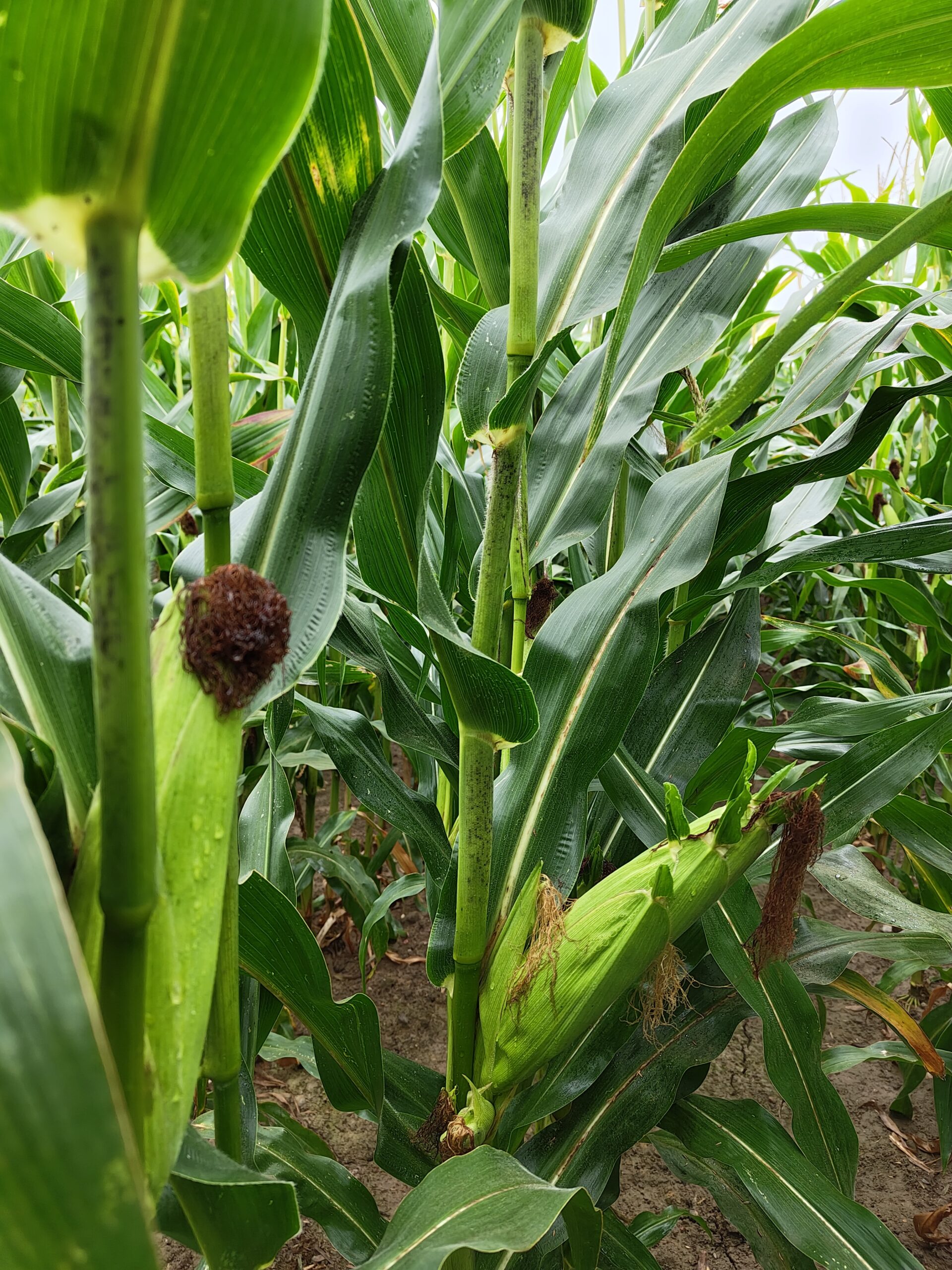 02 Hagrid FAO 210-220