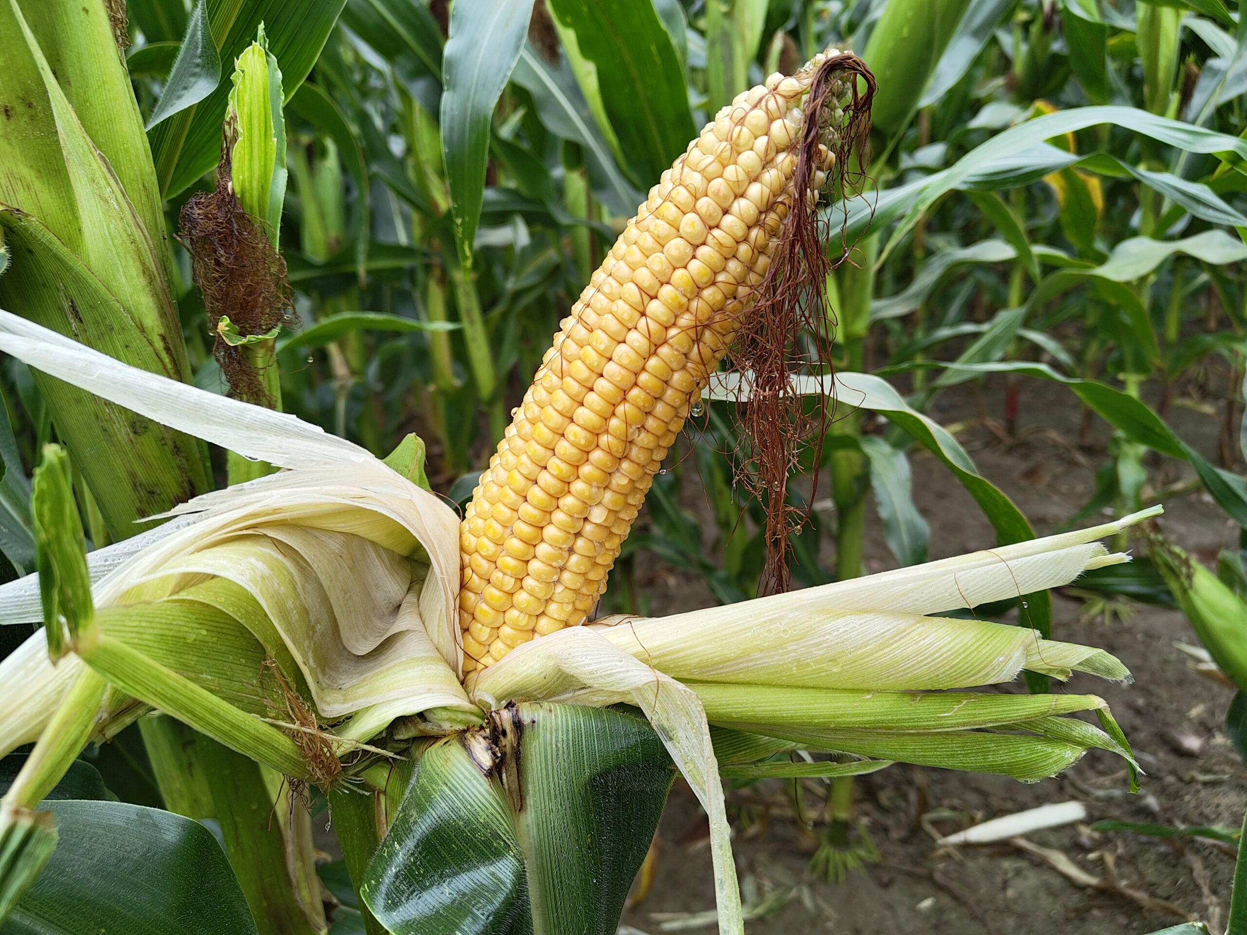 02 Nordborg- FAO 210