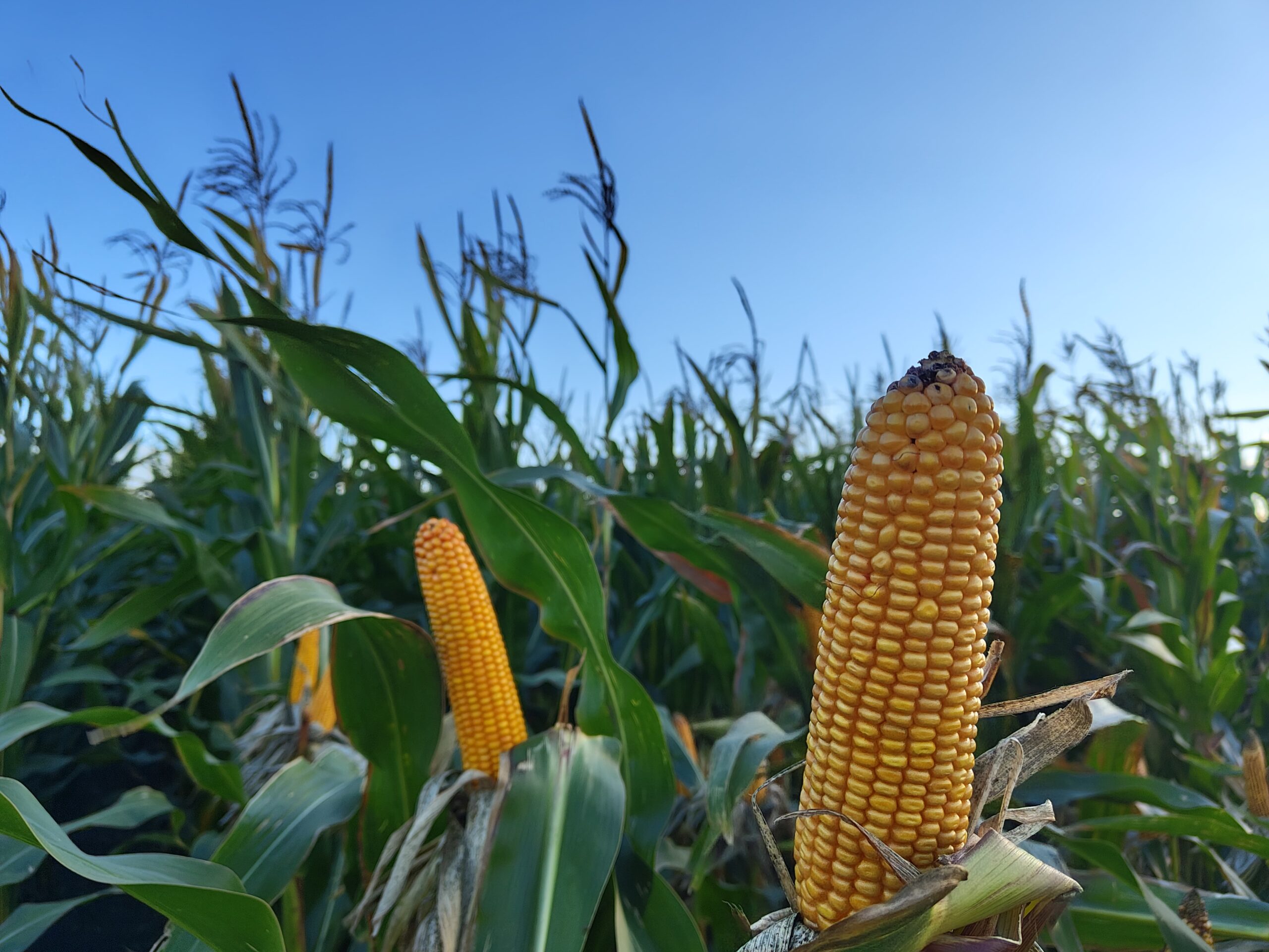 01 Mafate FAO 240-250